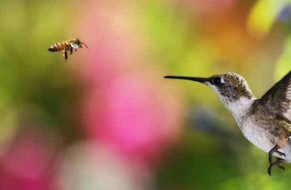 Hummingbird And Bee - Chile