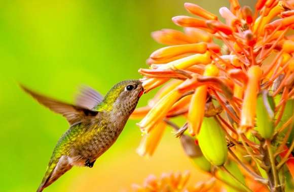 Hummingbird Feeding On Flower