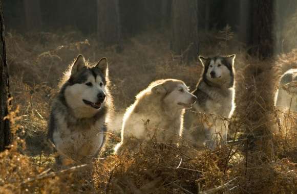 Huskies Group In The Forest wallpapers hd quality