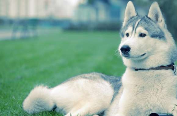 Husky On The Grass wallpapers hd quality