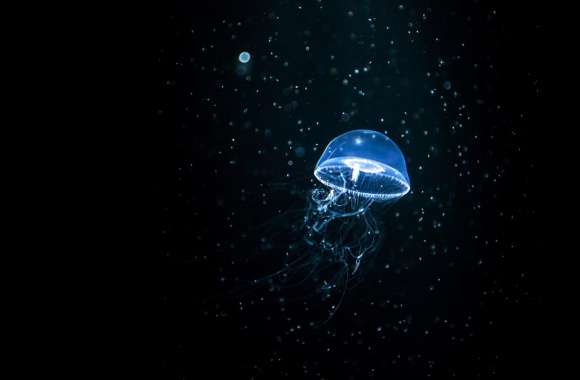 Jellyfish Dark