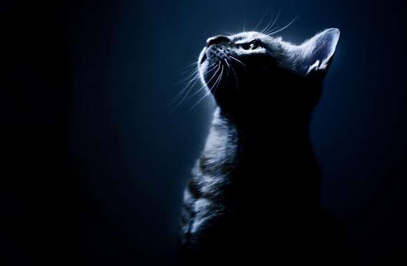 Kitten In The Dark