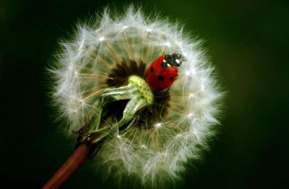 Ladybird On A Dandelion wallpapers hd quality