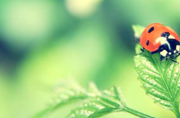 Ladybird On A Leaf
