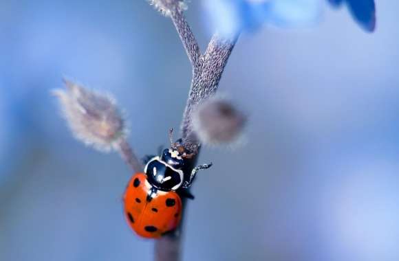 Ladybug, Forget-me-nots Flower