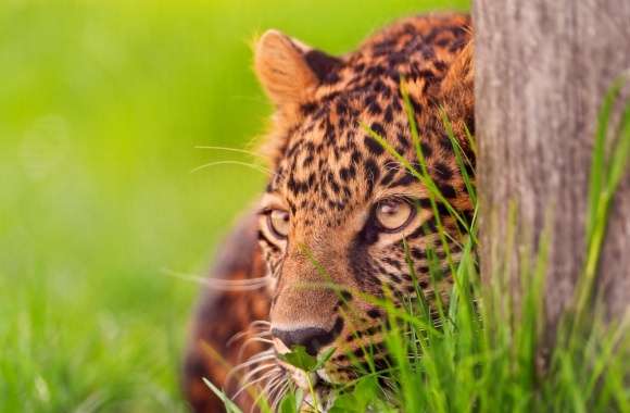 Leopard Looking wallpapers hd quality