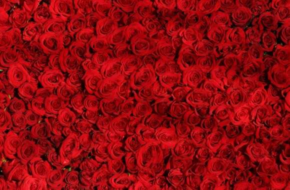 Love Red Roses Background