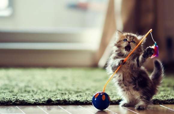 Lovely Playful Kitten wallpapers hd quality