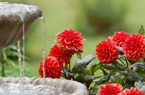 Moril-Dahlias and Water Fountain wallpapers hd quality