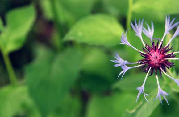 Mountain Flower