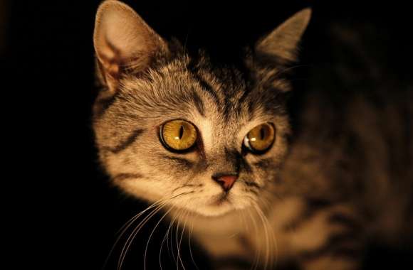 Mysterious Cat wallpapers hd quality