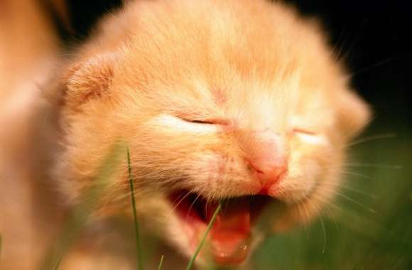 Newborn Kitten Crying