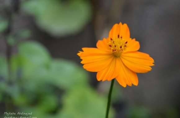 Orange Flower