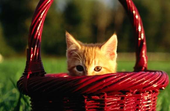 Orange Kitten In Basket wallpapers hd quality