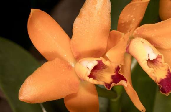 Orange Orchids wallpapers hd quality