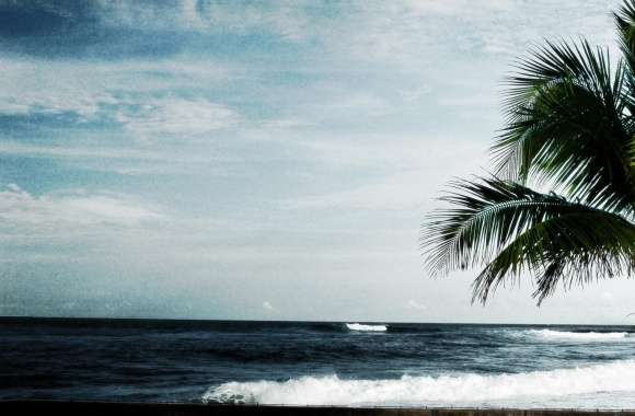 Palm Tree, Ocean