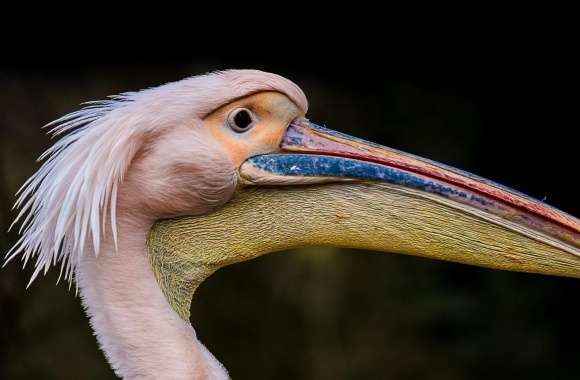Pelican Long Beak Bird