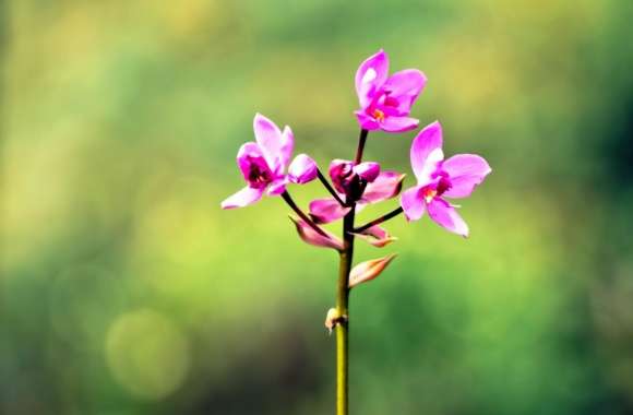 Pink Orkid