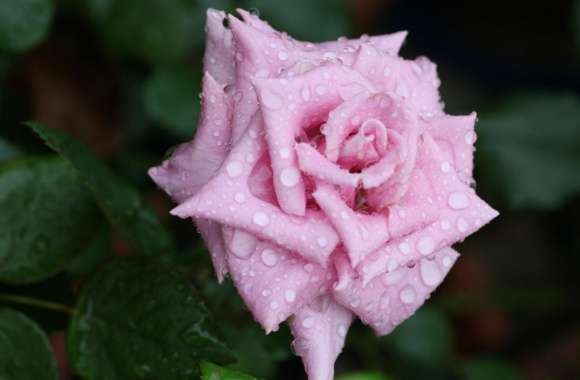 Pink Rose With Raindrops