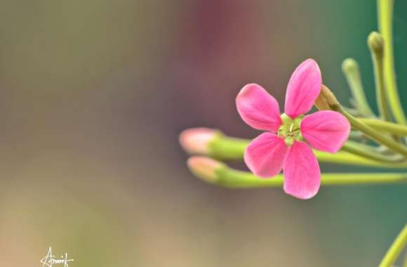 Pink Small Flower