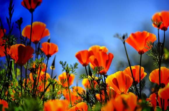 Poppies HDR