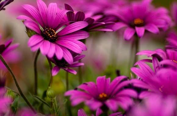 Purple Daisies wallpapers hd quality