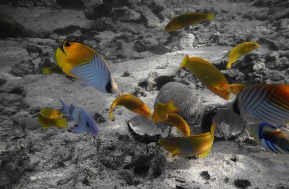 Rarotonga Underwater