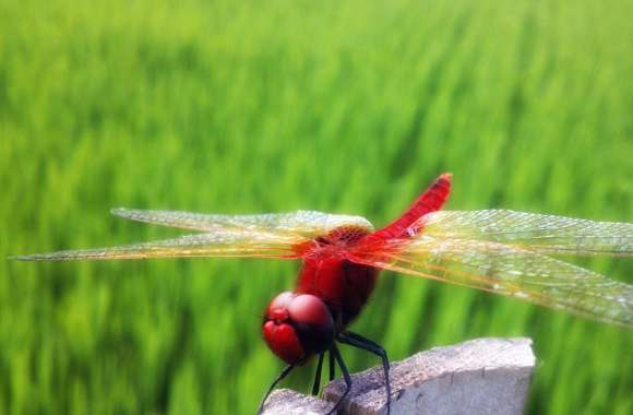 Red Dragonfly Part 2