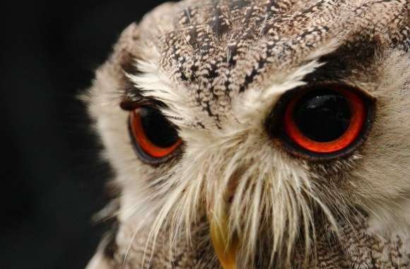 Red Eyed Owl