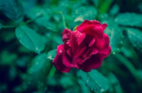 Red Rose and Green Leaves