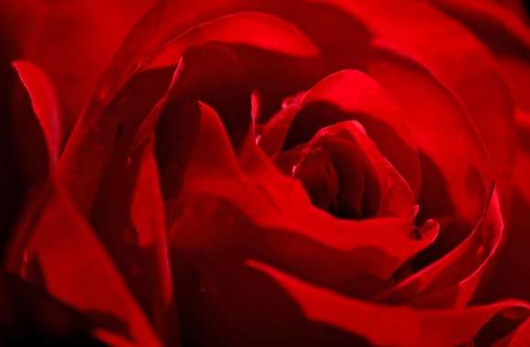 Red Rose Love Flower