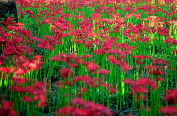 Red Spider Lily Field