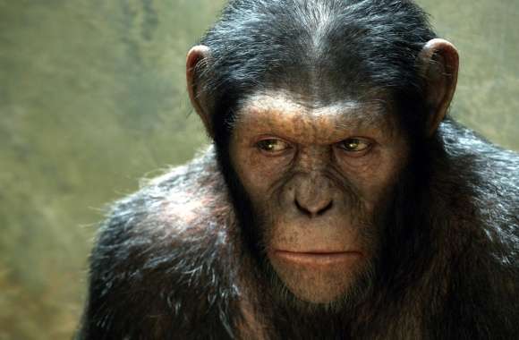 Rise of the Planet of the Apes (2011) wallpapers hd quality