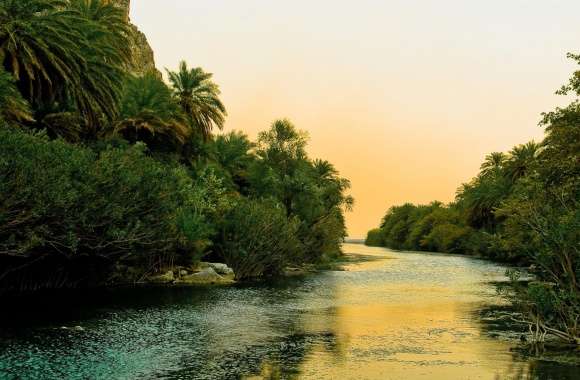 River And Palm Trees