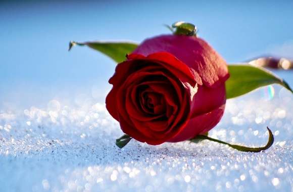 Rose On The Snow