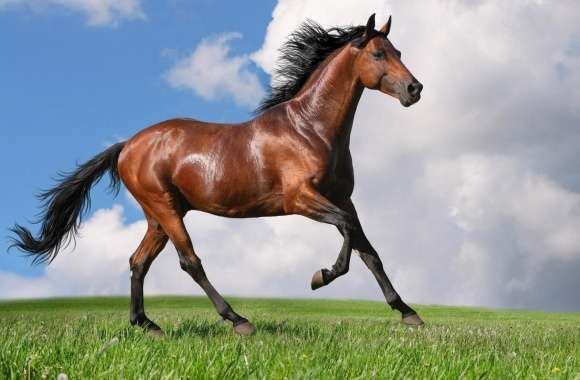 Running Horse wallpapers hd quality