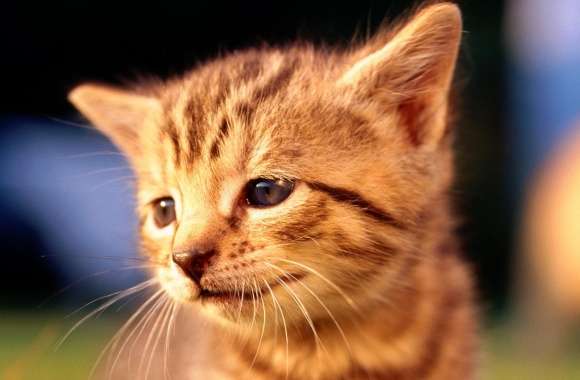 Sad Kitten Face