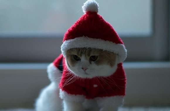 Santa Claus Cat