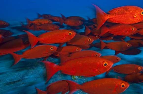 School Of Fish, Maldives