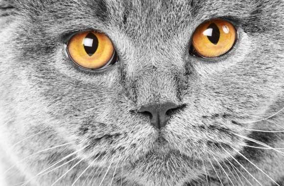 Serious Grey Cat wallpapers hd quality
