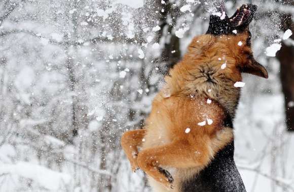 Shepherd Playing With Snow