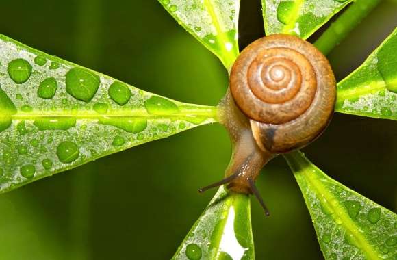 Snail After The Rain wallpapers hd quality