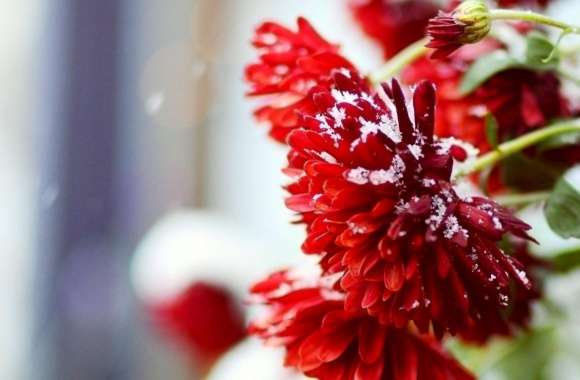 Snow Over Red Flowers