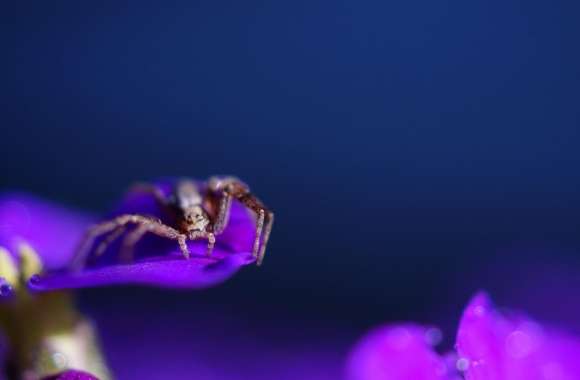 Spider on a Purple Flower wallpapers hd quality