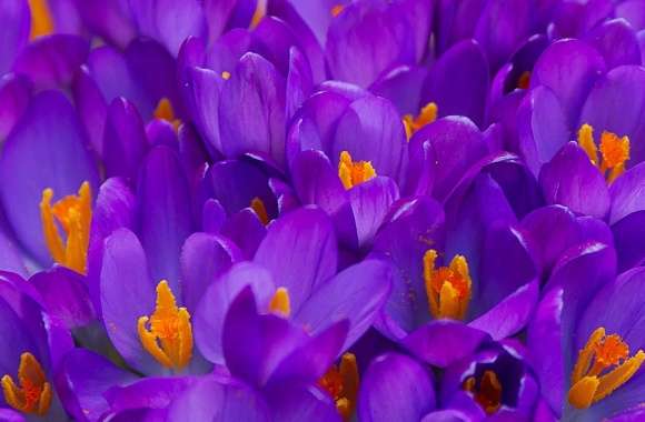 Spring Crocuses wallpapers hd quality