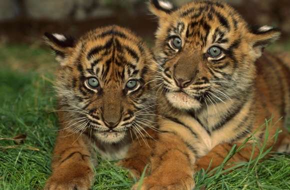 Sumatran Tiger Cubs wallpapers hd quality