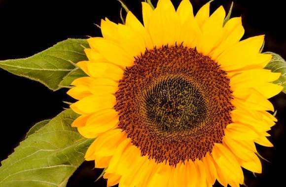 Sunflower Head, Black Background