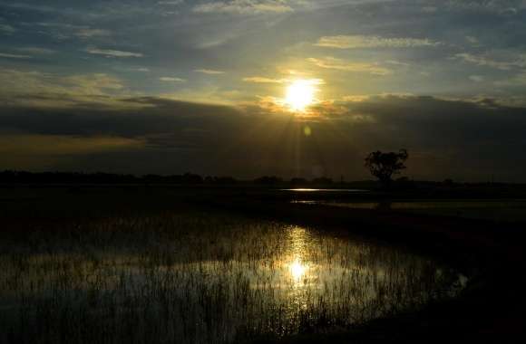 Sunset Reflects On Rice Land