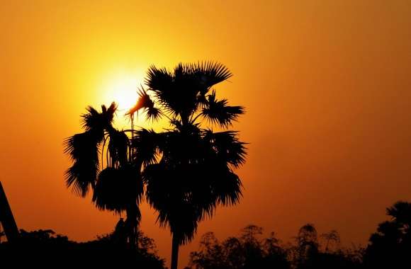Sunset with Palm Tree