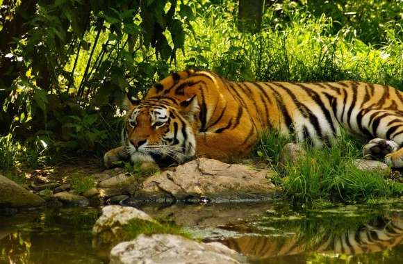 Tiger Resting wallpapers hd quality